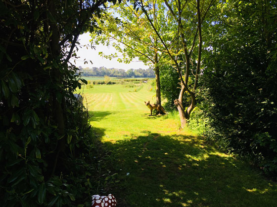 View Across Paddock